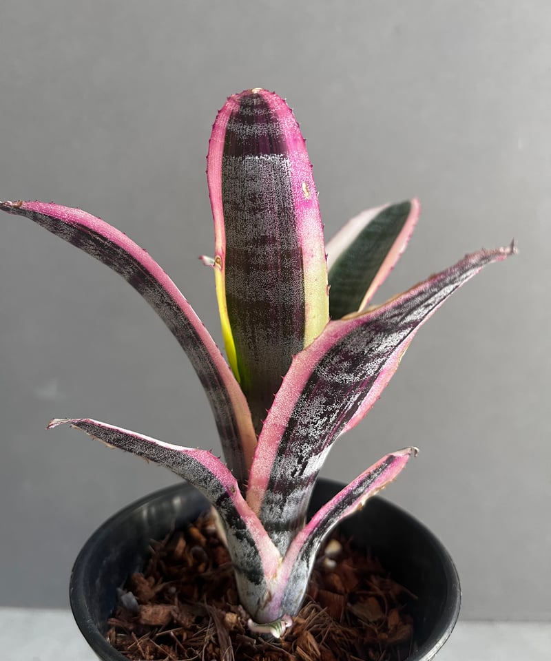 ブロメリア・エアープランツ Aechmea Otto ▪️Plants Buyer's Talk ▪️ Aechmea Otto エクメア オットー