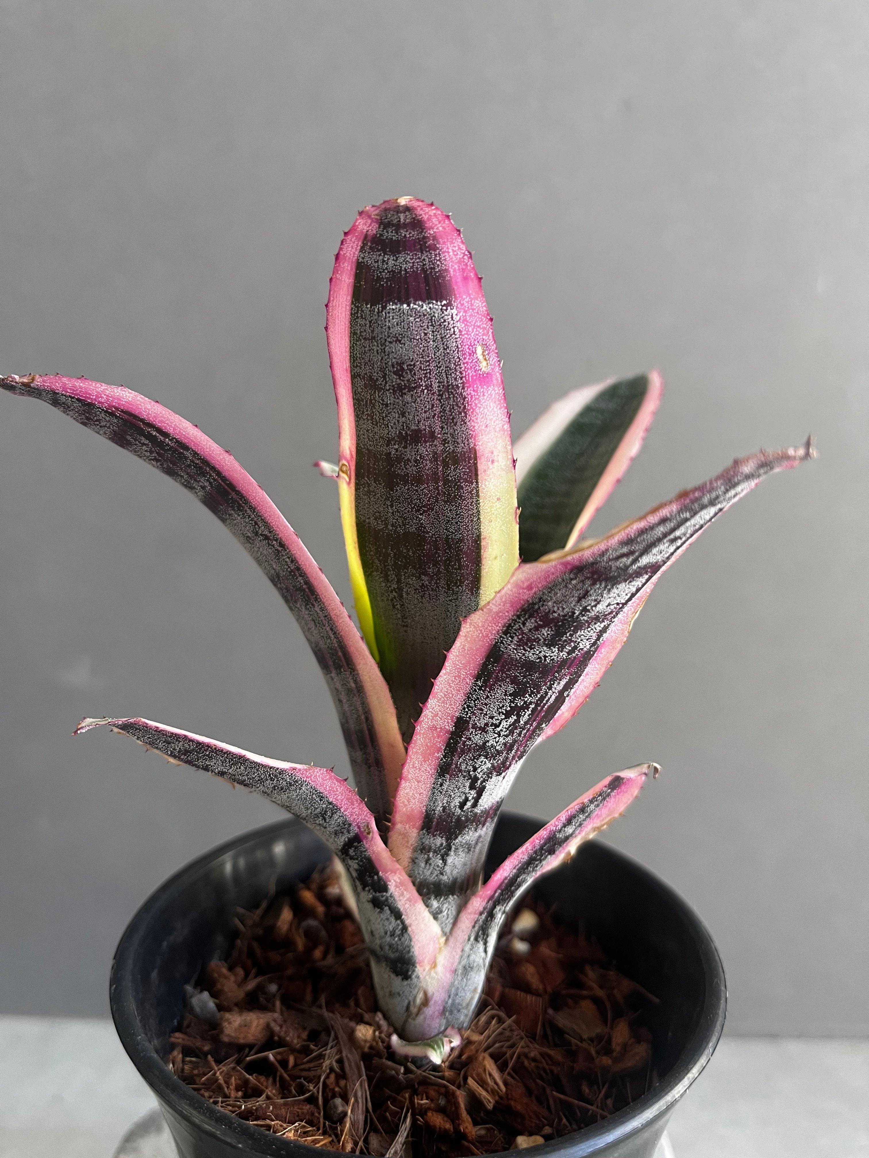 エクメア　オットー エクメア オットー 「Aechmea Otto」40A | SHOUCHIKUEN