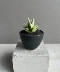 ビルベルギア　ライムストーン ビルベルギア・ライムストーン Billbergia 'Limestone'（Bill