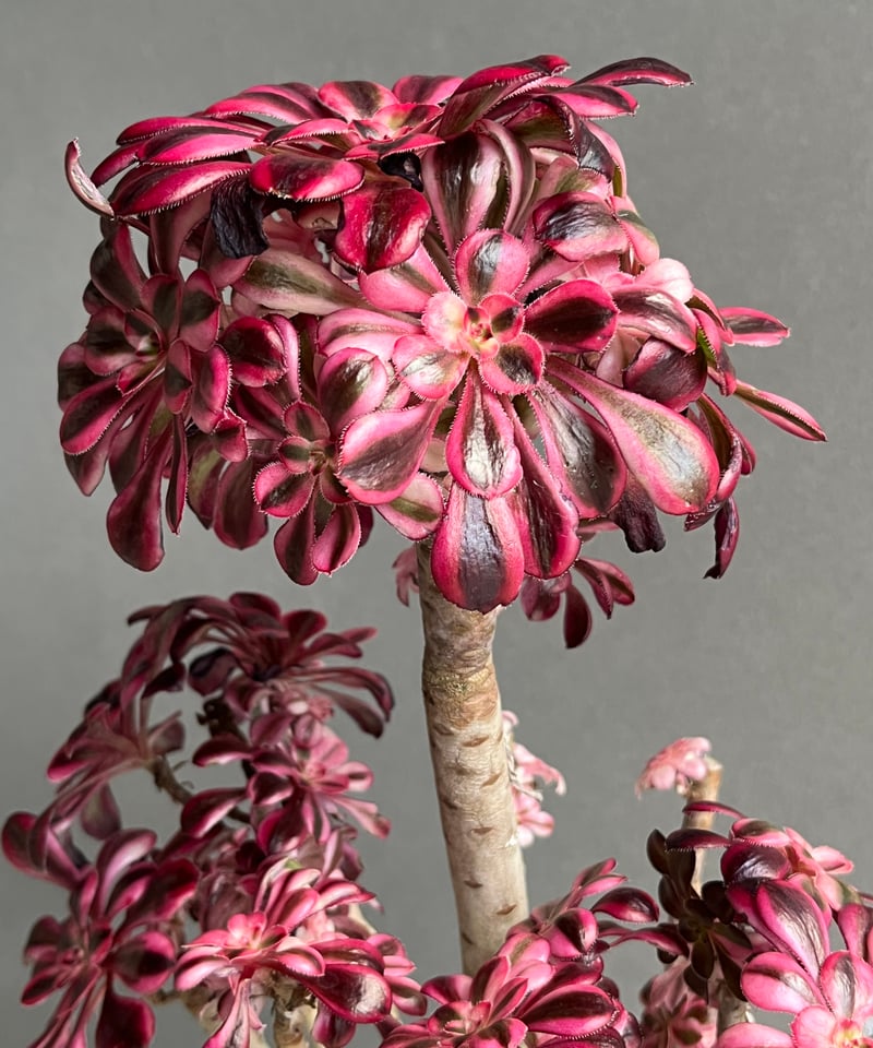 アエオニウム　シャネル錦40cm アエオニウム 'シャネル' 「Aeonium 'Chanel'」31N | SHOUCHIKUEN