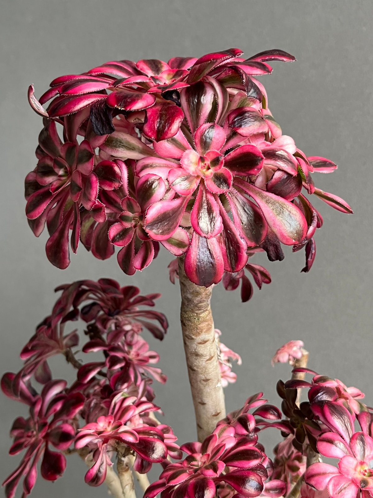 アエオニウム 'シャネル' 「Aeonium 'Chanel'」31N | SHOUCHIKUEN