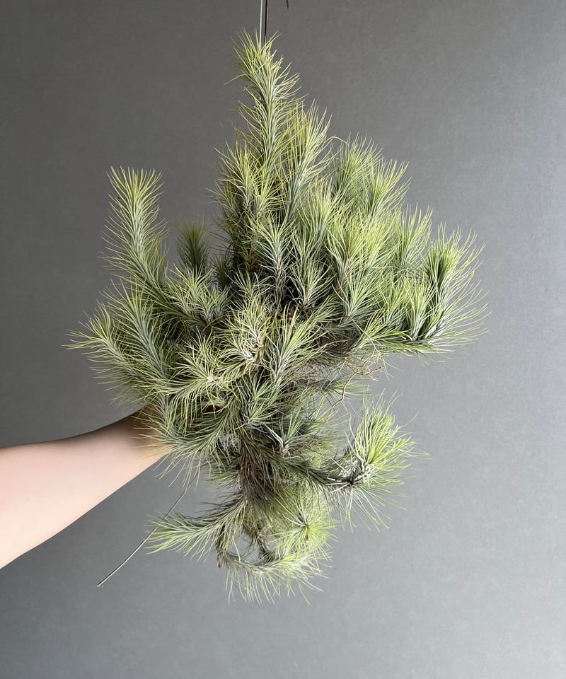ティランジア フンキアナ クランプ 「Tillandsia funckiana clump」8