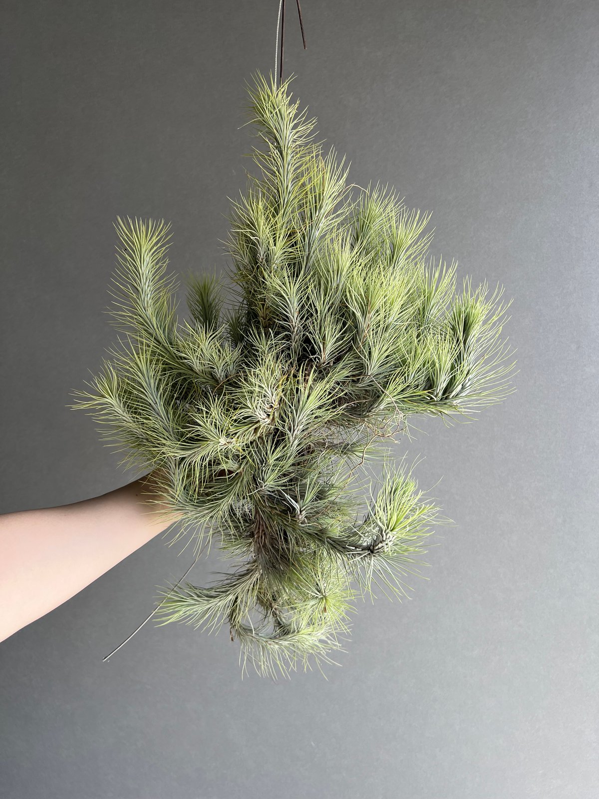 ティランジア フンキアナ クランプ 「Tillandsia funckiana clump」8