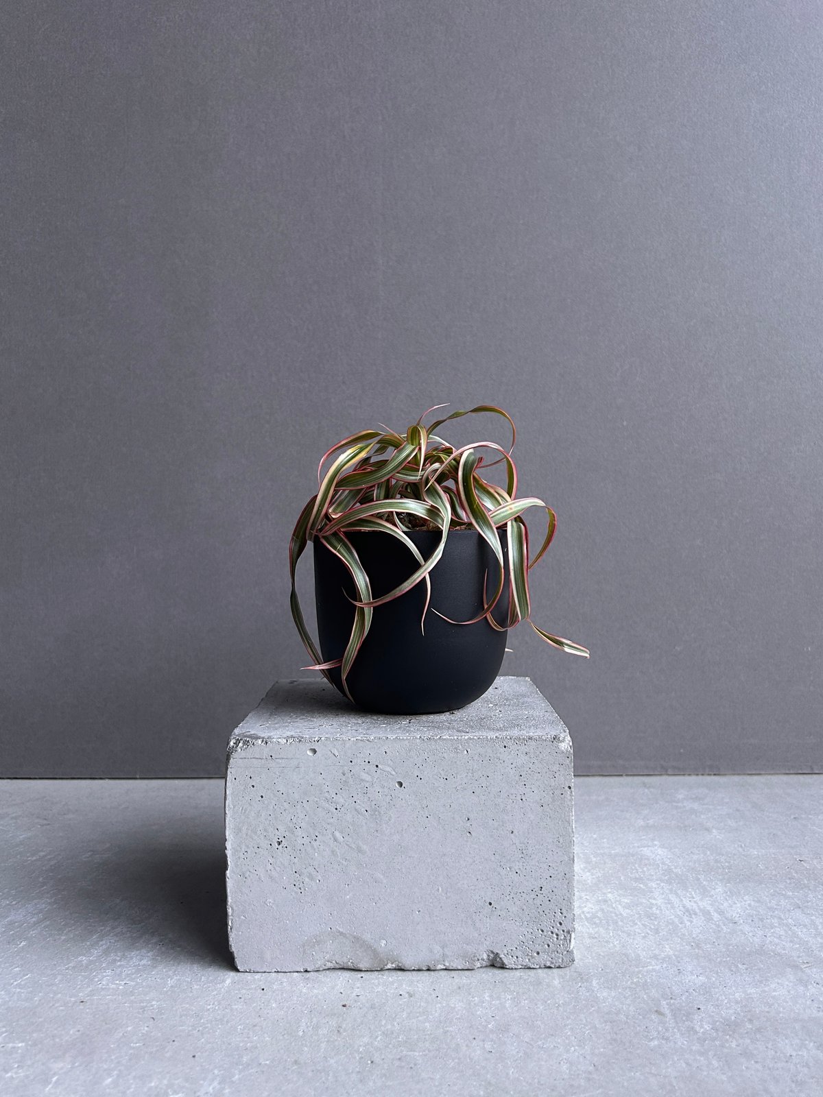 ドラセナ キュンティ「Dracaena concinne Kuhnty 」98J | SHOU