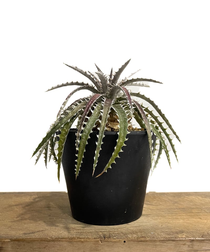 ディッキア ズゴック ハイブリッド「Dyckia Z'gok hybrid」 11E ディッキア ズゴック ハイブリッド「Dyckia Z'gok hybrid」 11E