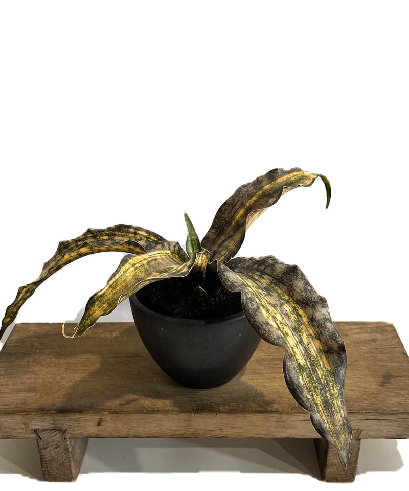 サンセベリア キルキー コパトーン 斑入「Sansevieria Kirkii