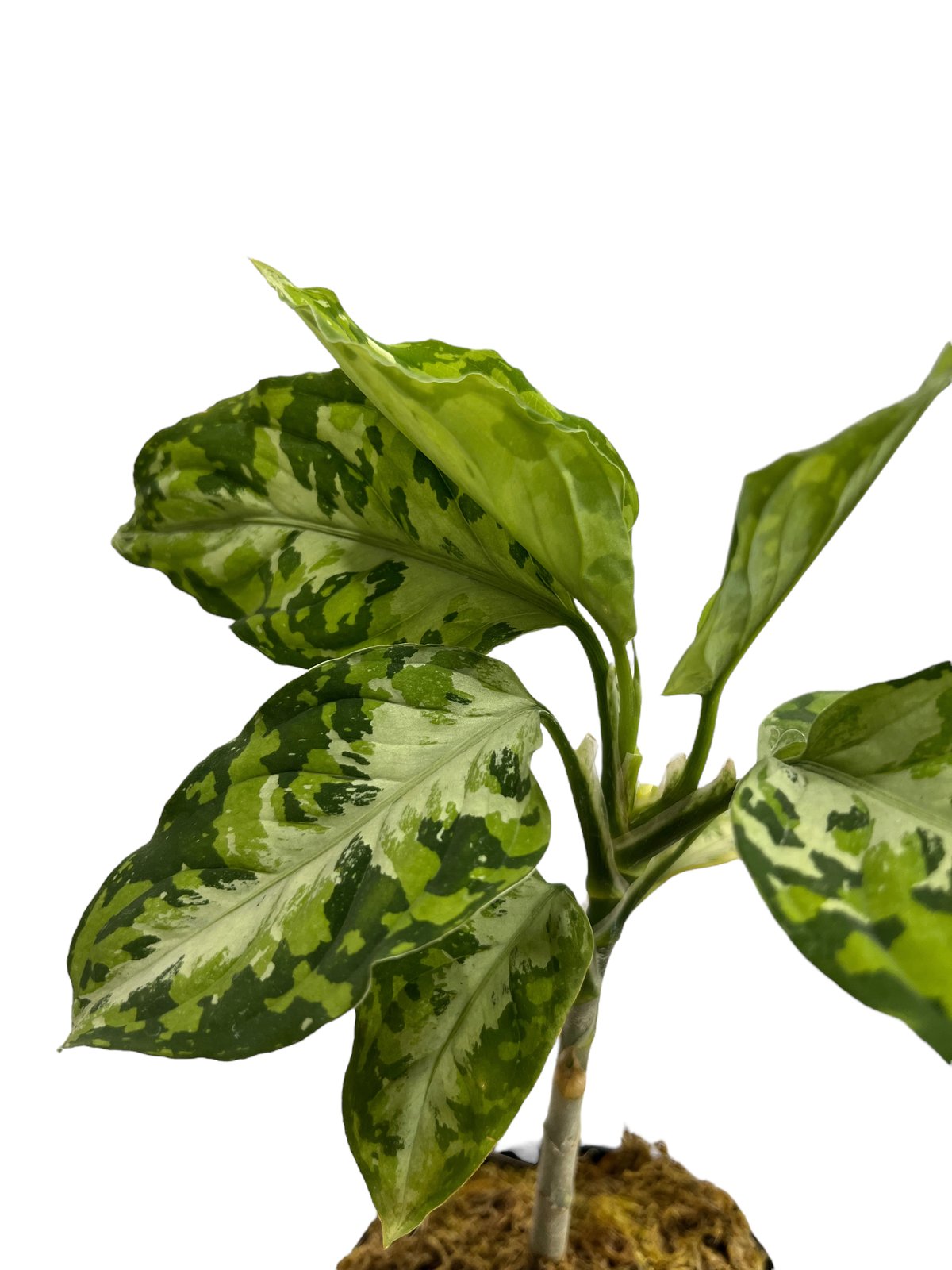アグラオネマ ピクタム トリカラー「Aglaonema pictum tricolor アグラオネマ ピクタム トリカラー「Aglaonema pictum tricolor