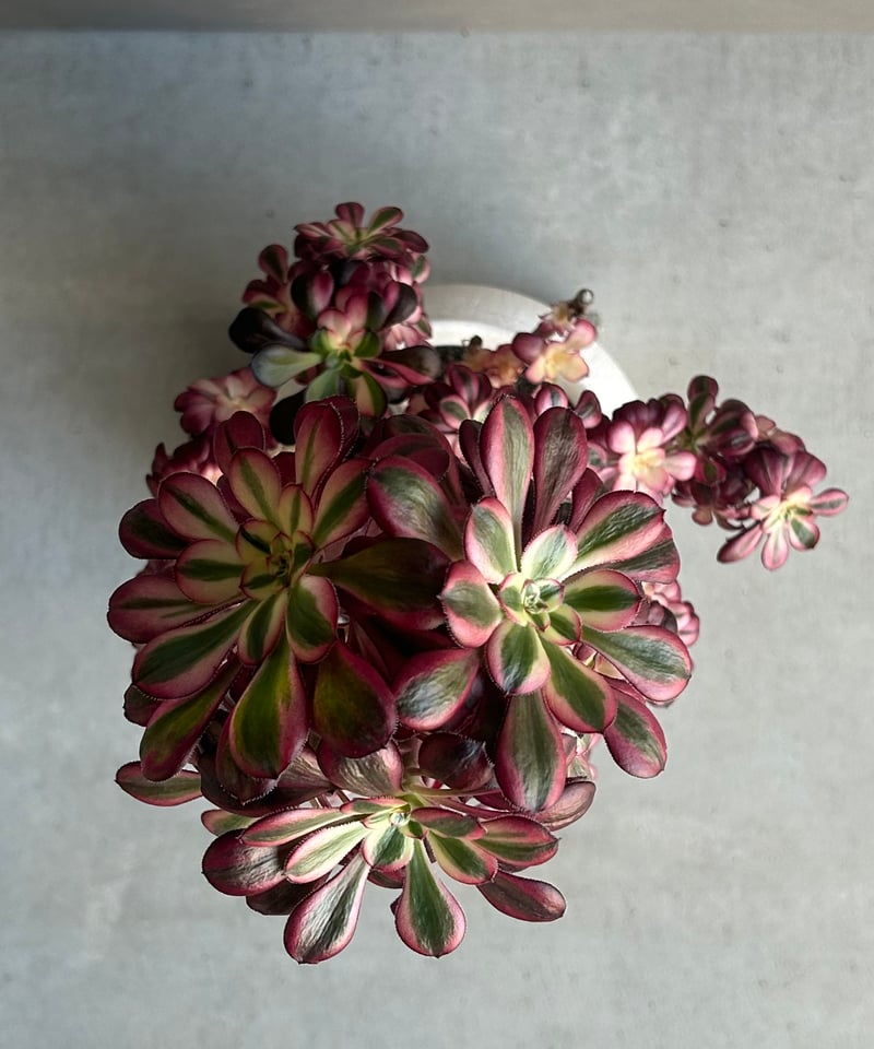 アエオニウム 'シャネル' 「Aeonium 'Chanel'」 6M | SHOUCHIKUEN