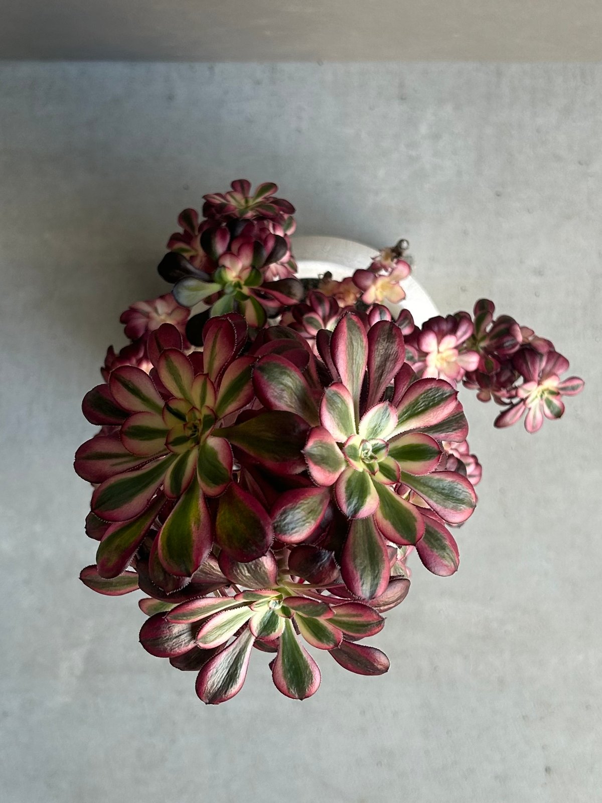 アエオニウム 'シャネル' 「Aeonium 'Chanel'」 6M | SHOUCHIKUEN