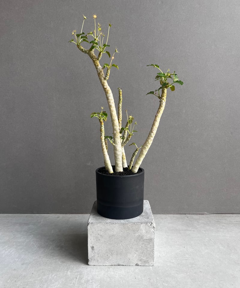 ドルステニア ジプソフィラ x ホルウッディ「Dorstenia gypsophila x h