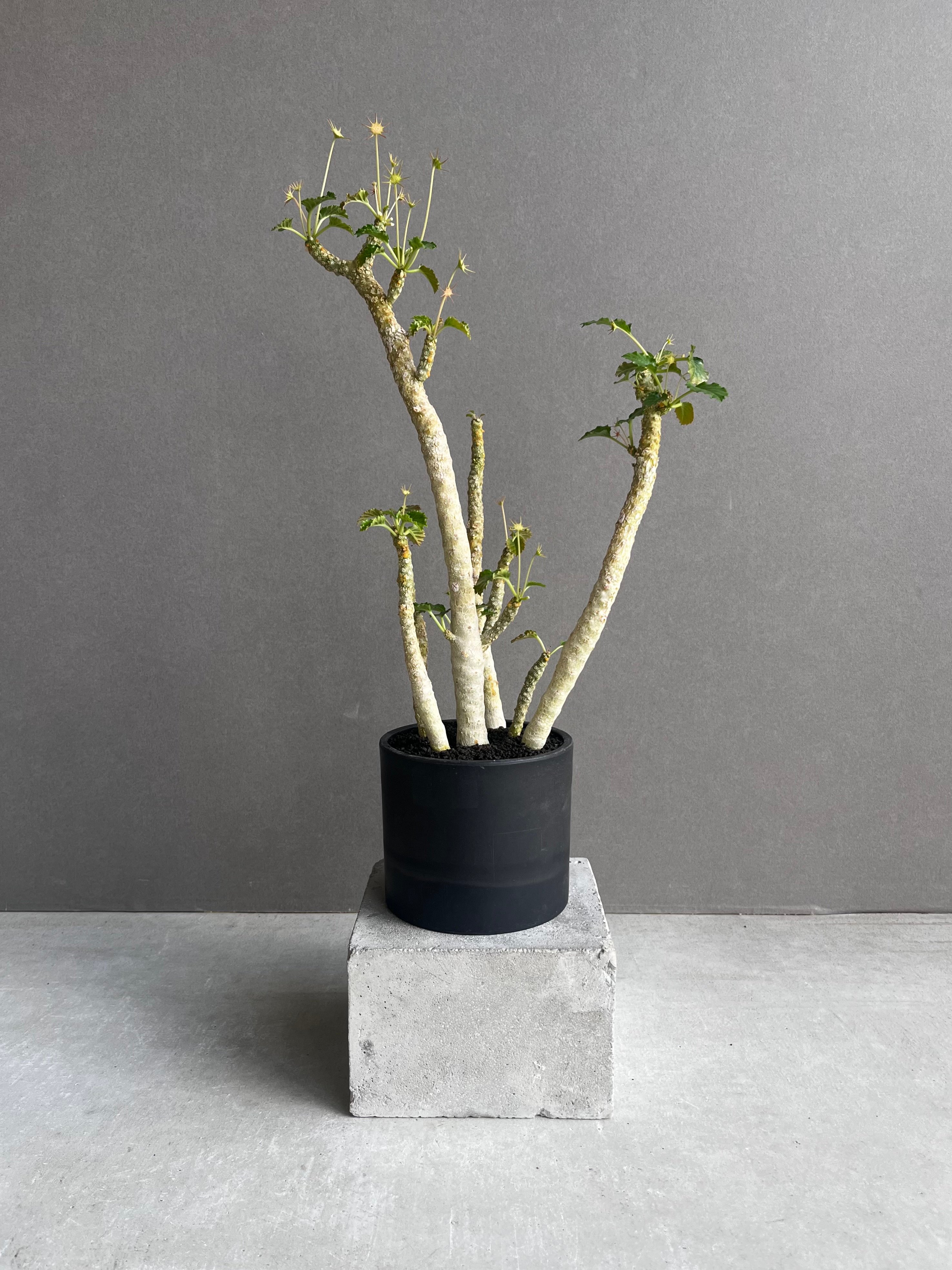 ドルステニア ジプソフィラ x ホルウッディ「Dorstenia gypsophila x h