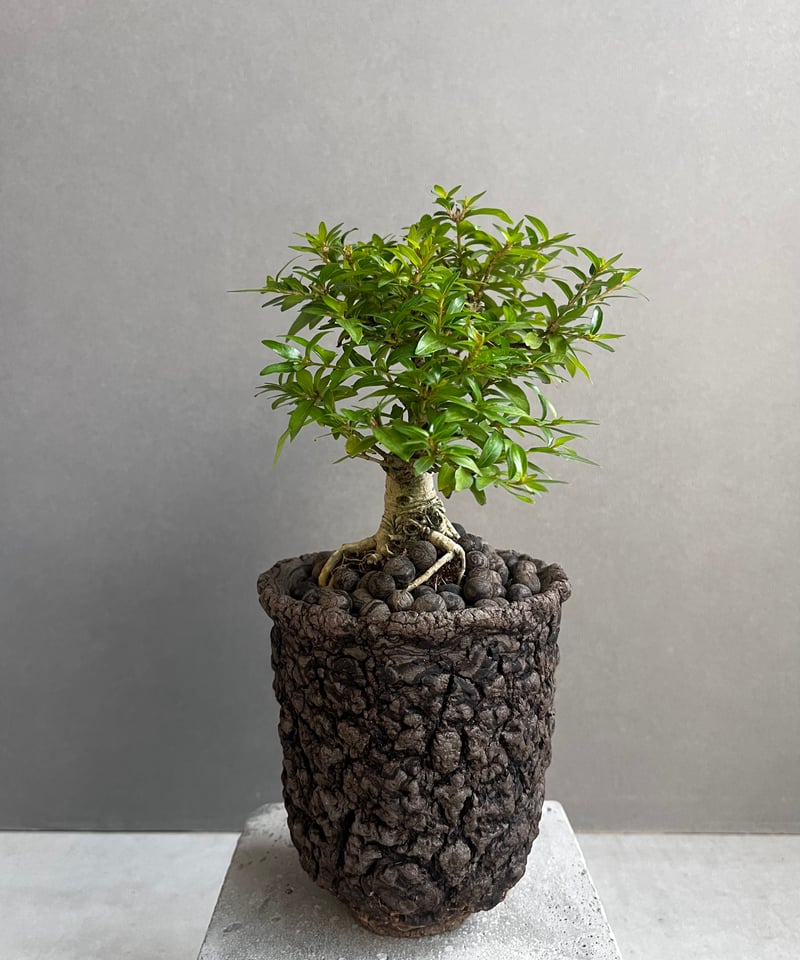 うち” 盆栽 + plantsmonsters pot 「“UCHI” BONSAI」66
