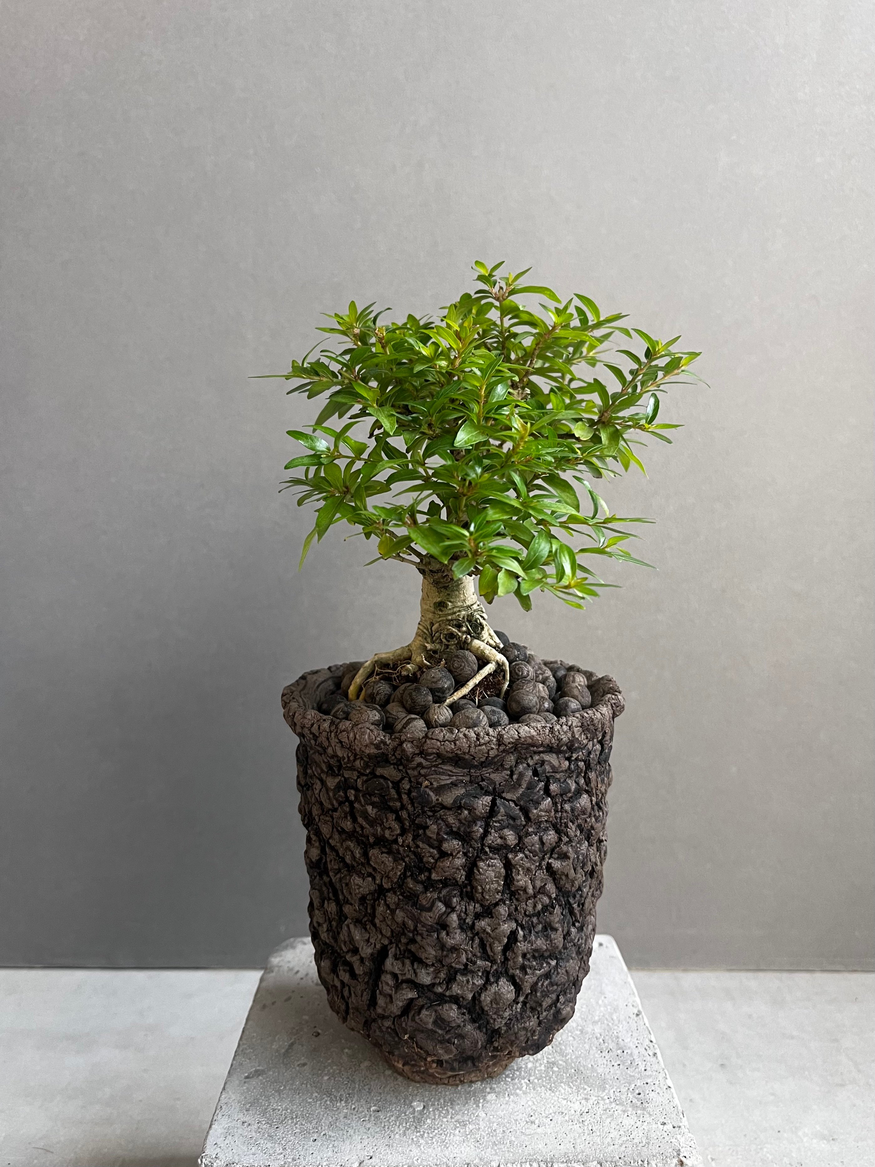 うち” 盆栽 + plantsmonsters pot 「“UCHI” BONSAI」66