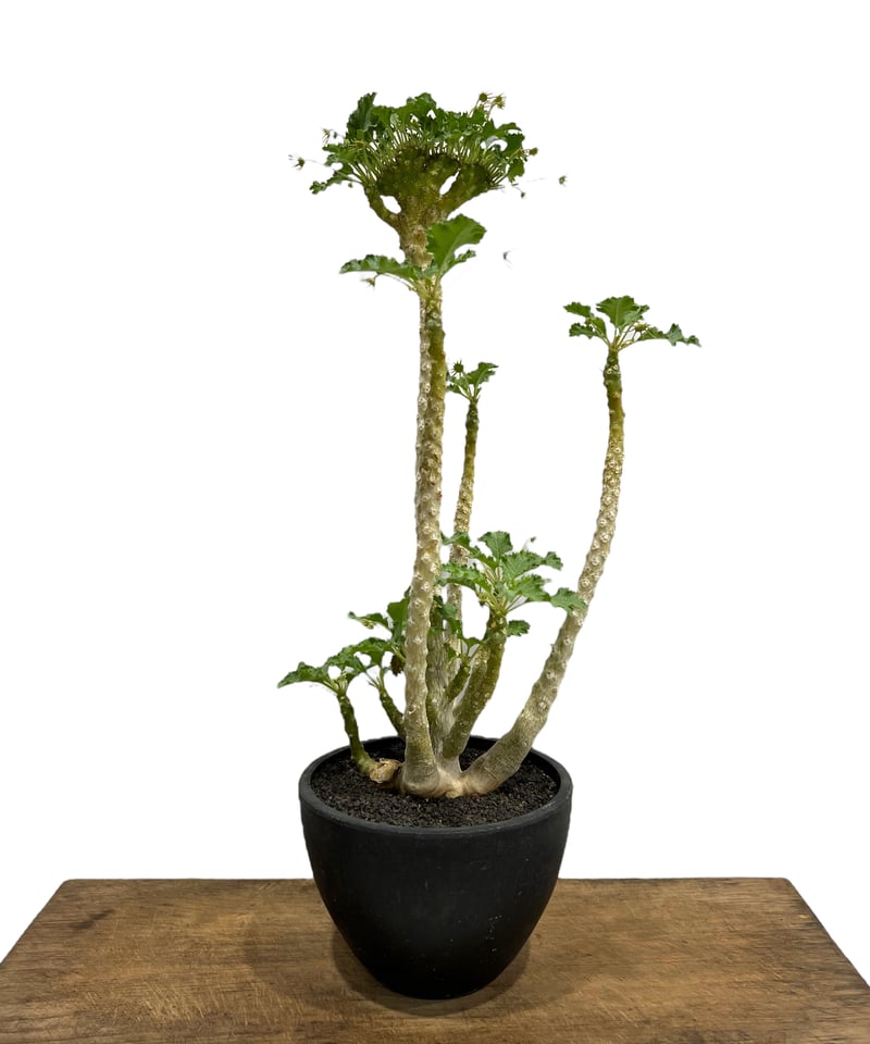 ドルステニア ジプソフィラ x ラブラニー 綴化 「Dorstenia gypsophila