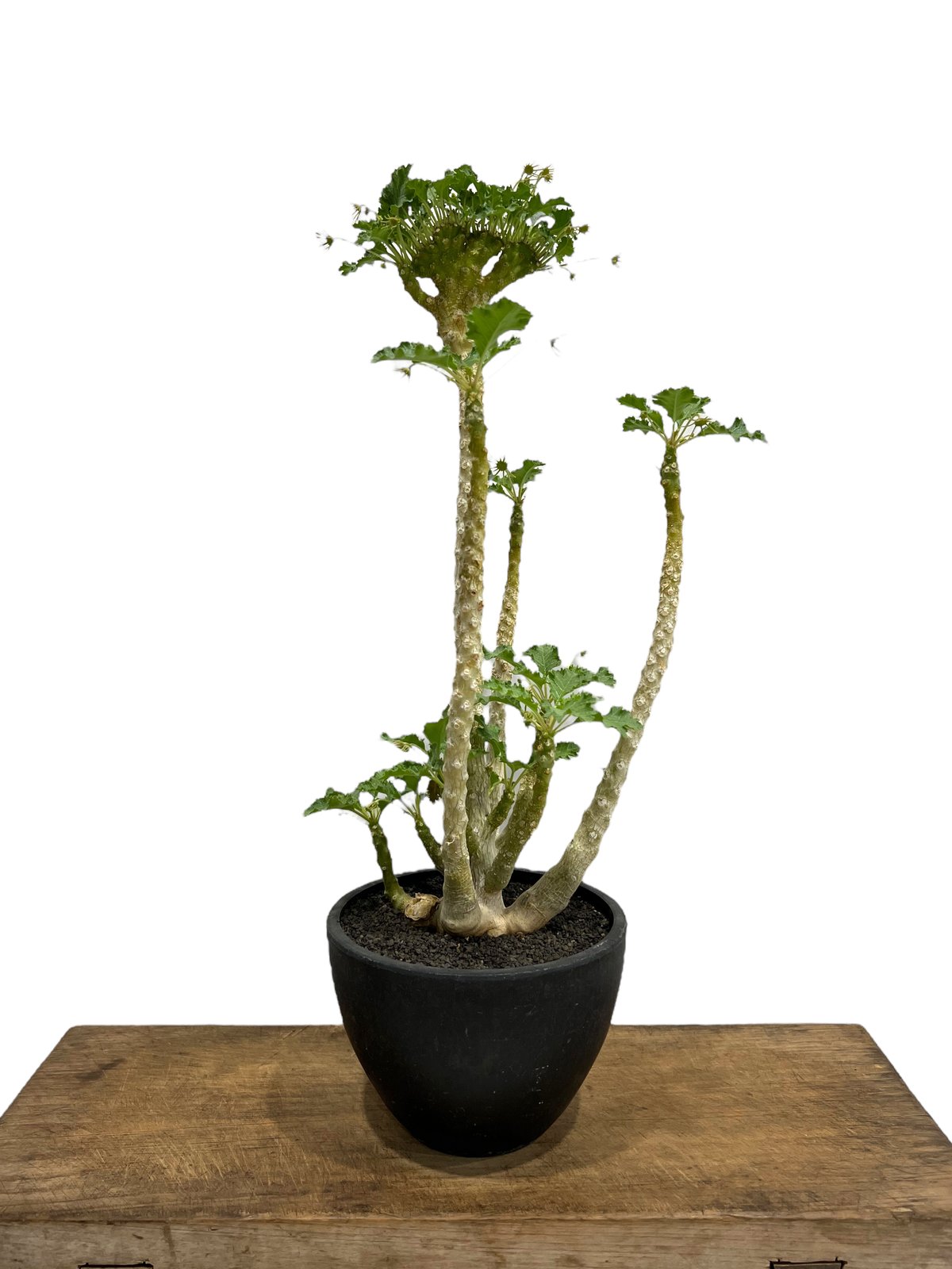 ドルステニア ジプソフィラ x ラブラニー 綴化 「Dorstenia