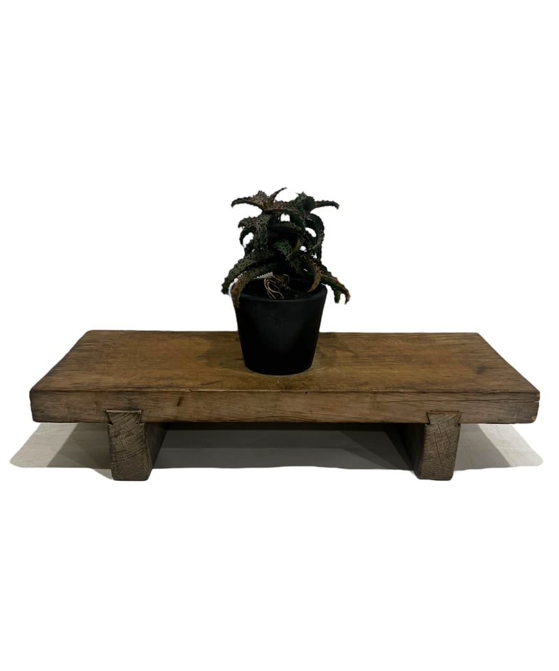 大*地様 アロエハイブリッド　実生(選抜個体) 大*地様 アロエハイブリッド 実生(選抜個体) アロエ ハイブリッド