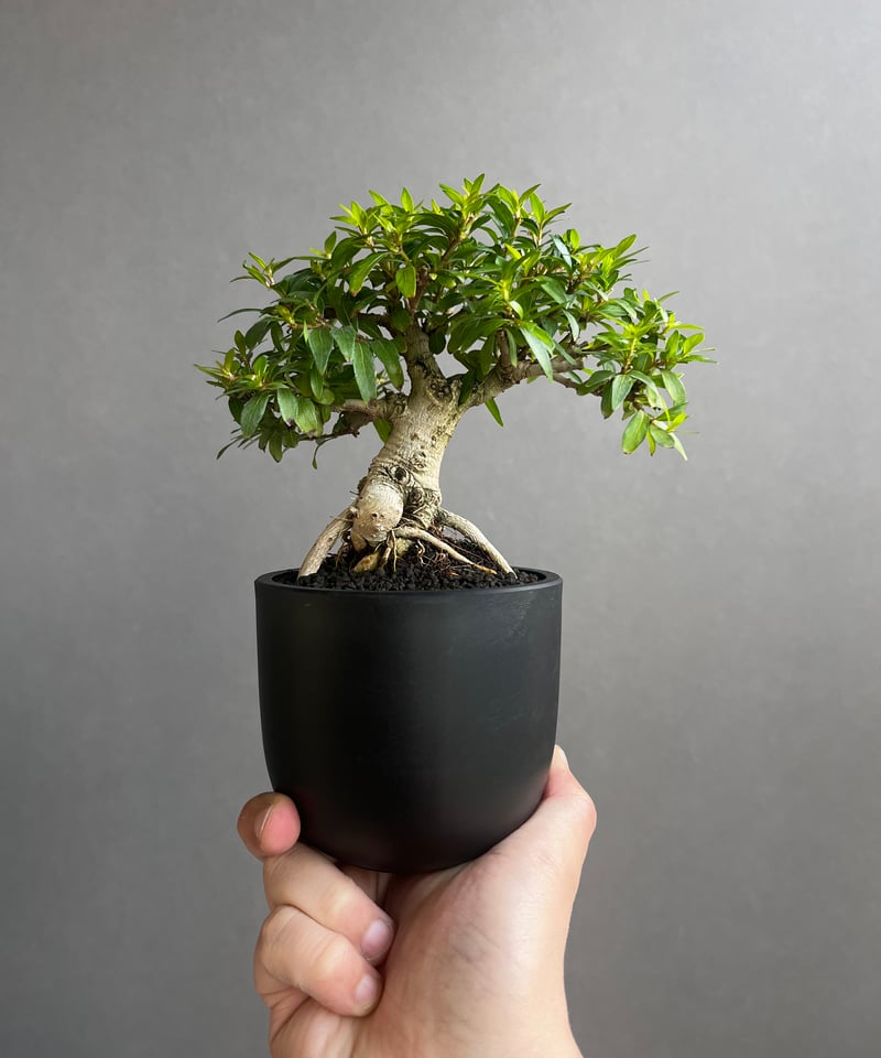 うち” 盆栽 「“UCHI” BONSAI 」67A | SHOUCHIKUEN