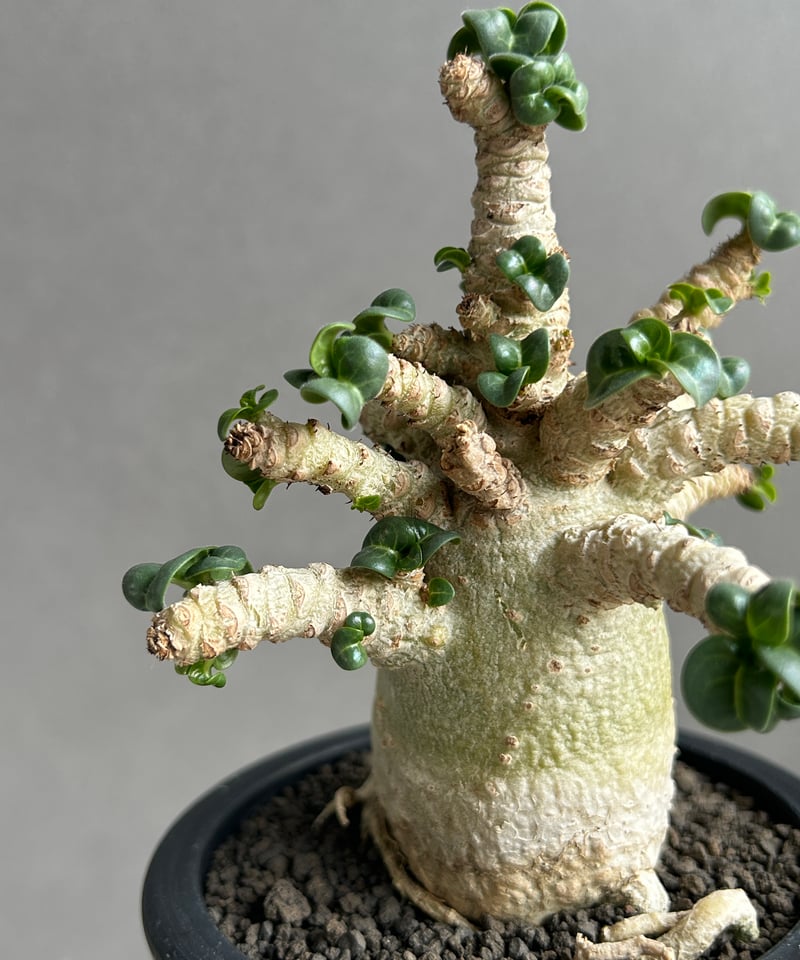 EMP アデニウム メデューサ D.H.A 獅子葉 / AD169 アデニウム メデューサ D.H.A (獅子葉) “選抜個体” 「Adenium