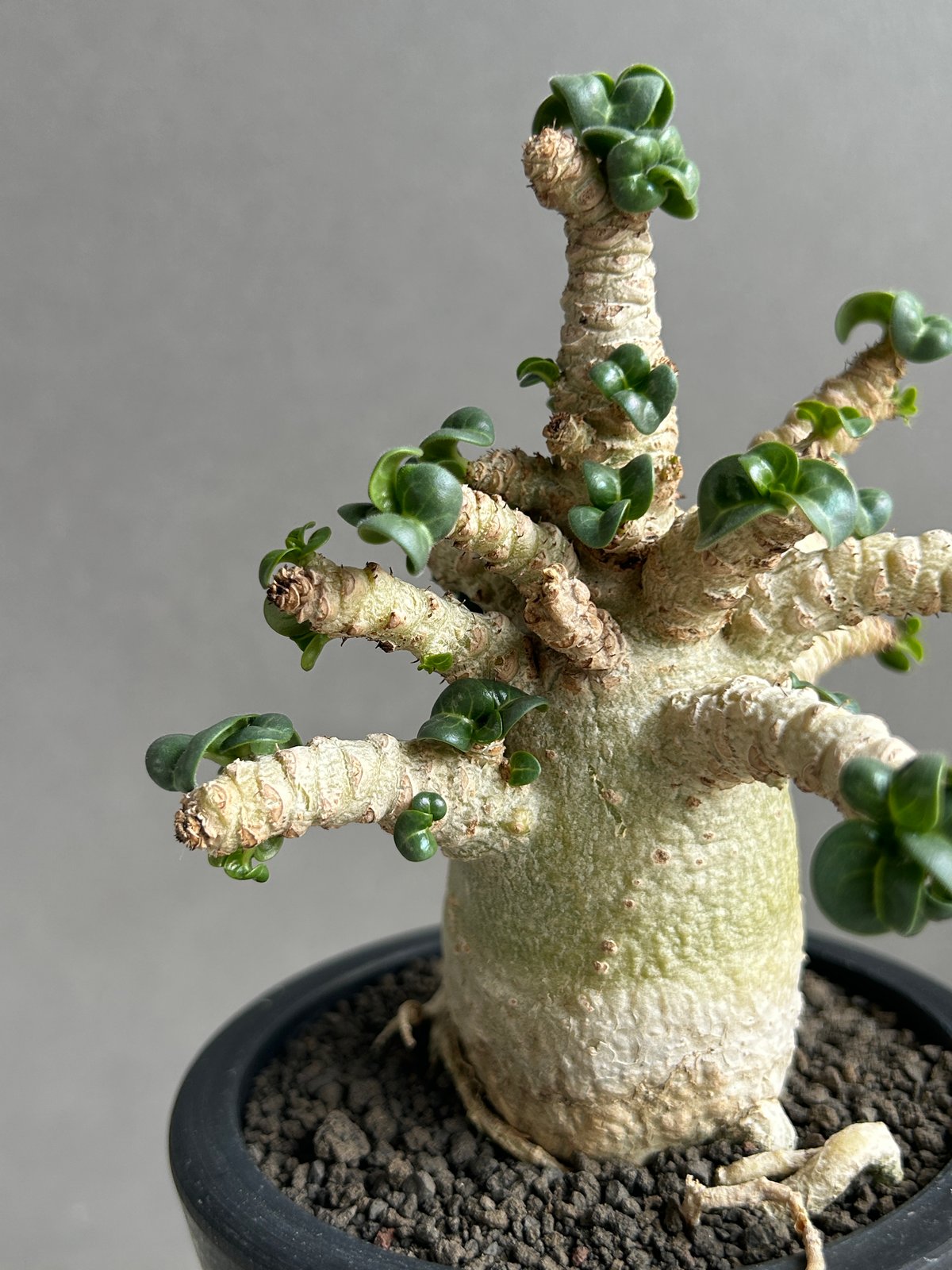 獅子葉/DHA】ドセットホーン アデニウム メデューサ 鉢植え B