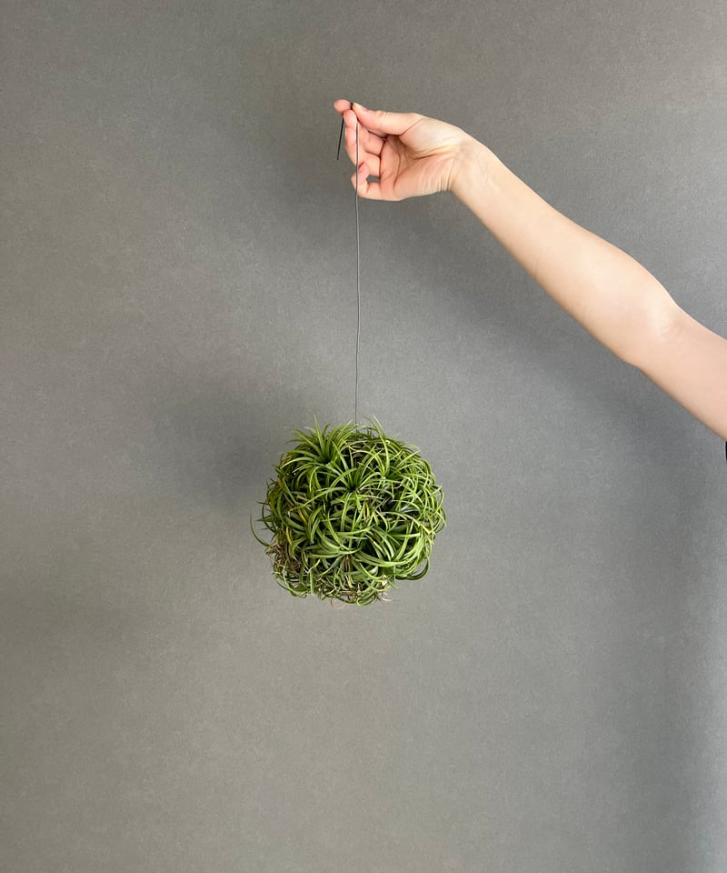 ティランジア イオナンタ ドゥルイド ボールタイプ「 Tillandsia