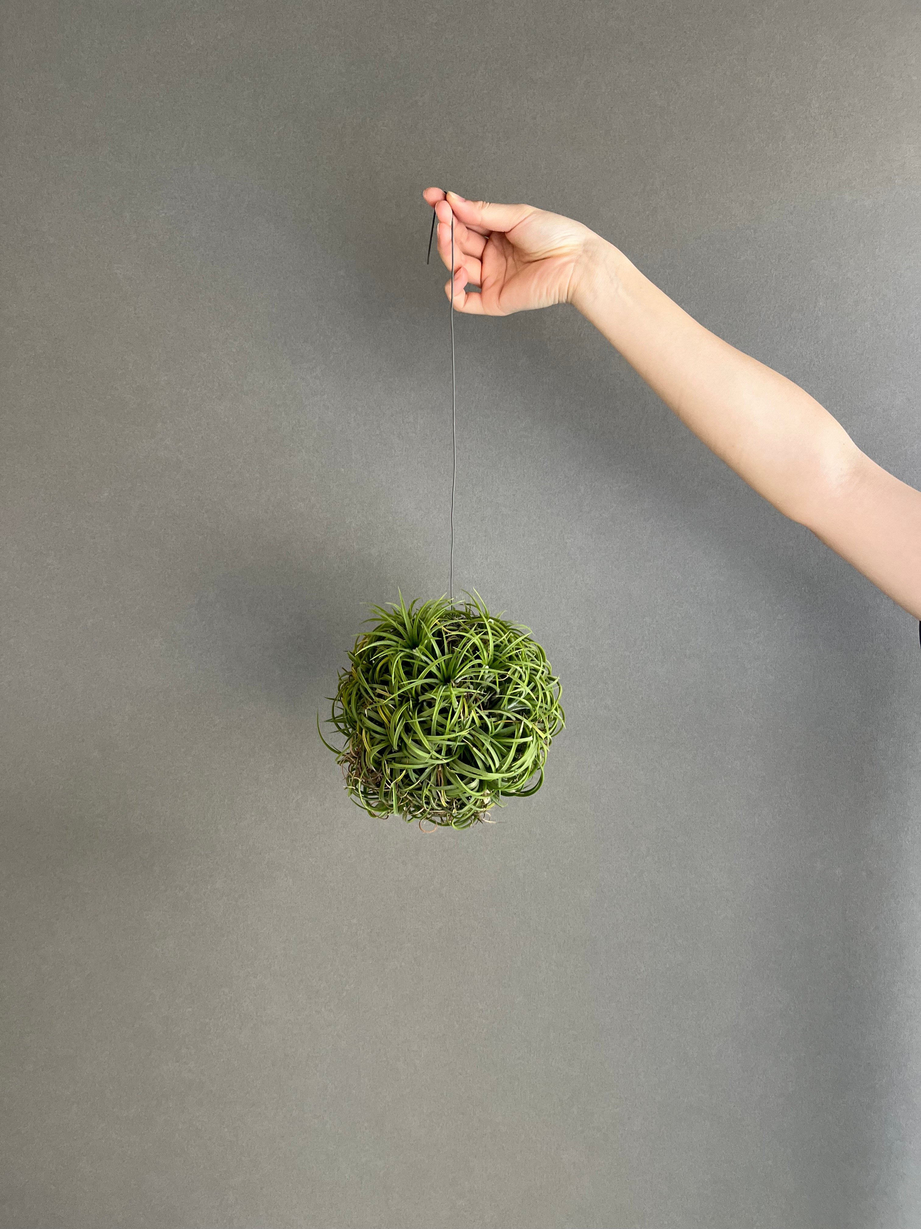 ティランジア イオナンタ ドゥルイド ボールタイプ「 Tillandsia