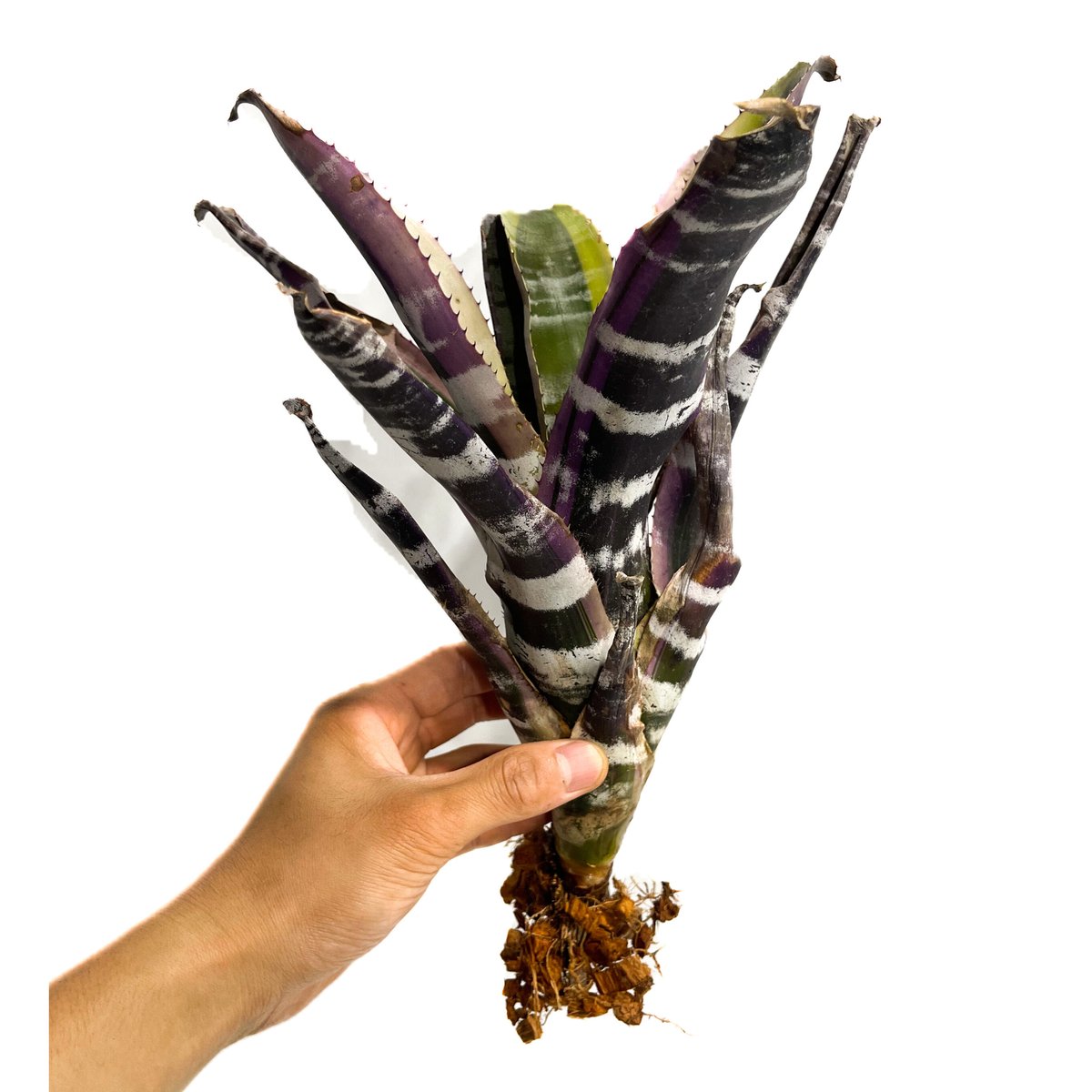 希少　Aechmea Otto エクメア　オットー　超美株　タンクブロメリア ▪️Plants Buyer's Talk ▪️ Aechmea Otto エクメア オットー