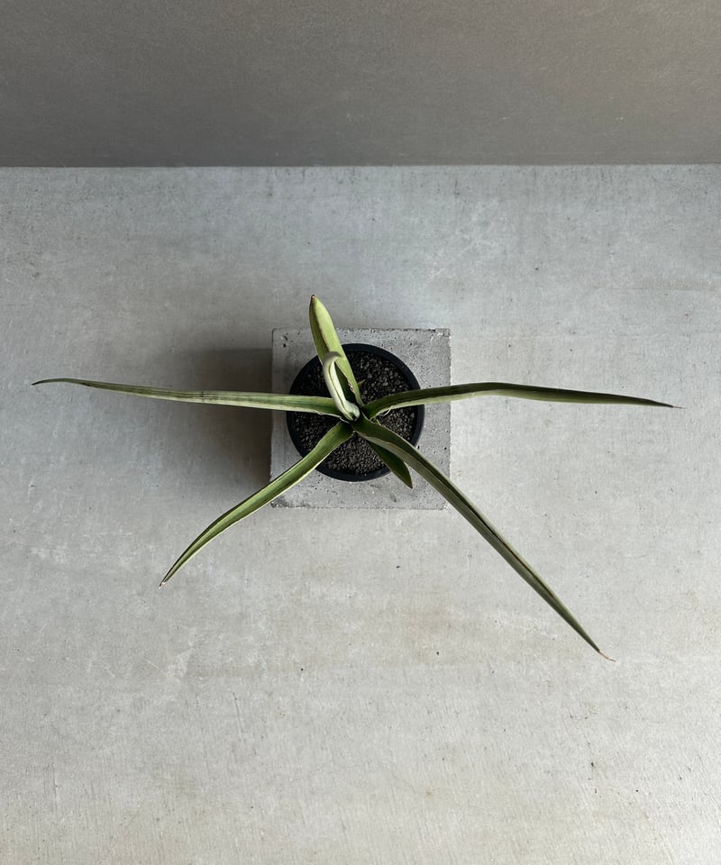 サンセベリア レディ メイ「Sansevieria Lady May」99I | SHOUCH