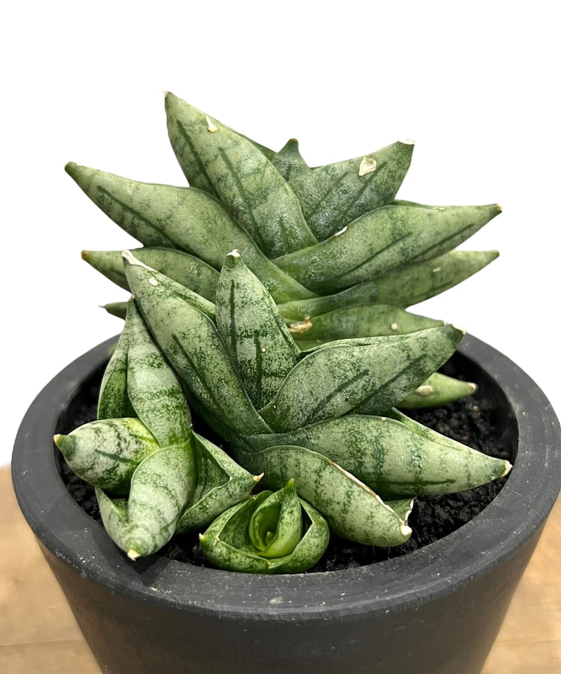 a0 レア サンスベリア ミニボンセル バリエガータ Sansevieria Sansevieria boncellensis mini mutant サンセベリア