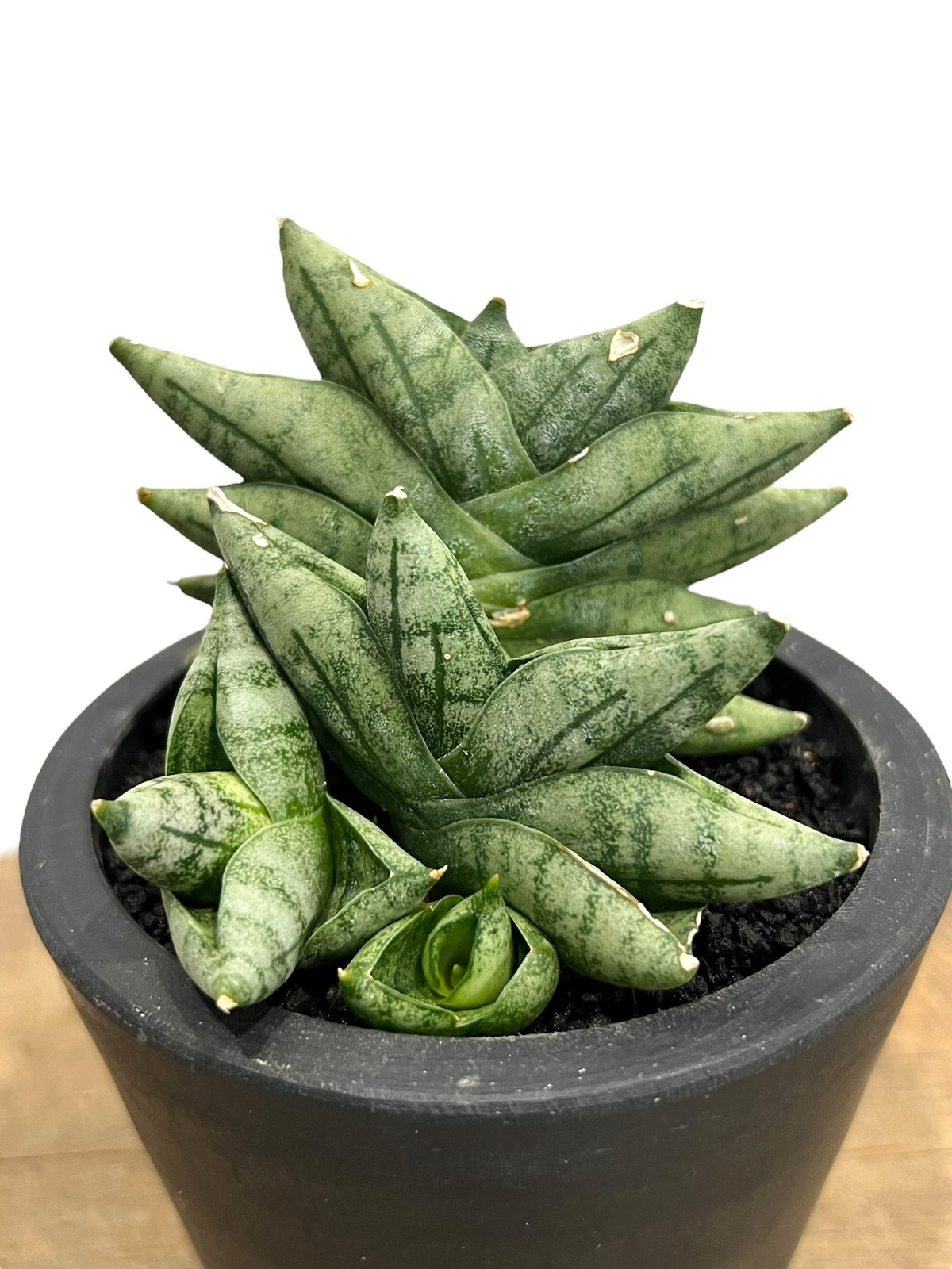 Sansevieria boncellensis mini (by Adisak) サンセベ