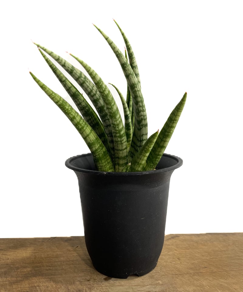 サンスベリア Sansevieria Rosy jan サンセベリア アンヤマニーズ クロー「 Sansevieria Unyamanee's Cla