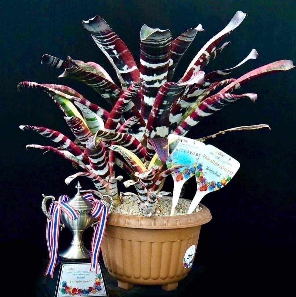 エクメア オットー 「Aechmea Otto」49H | SHOUCHIKUEN