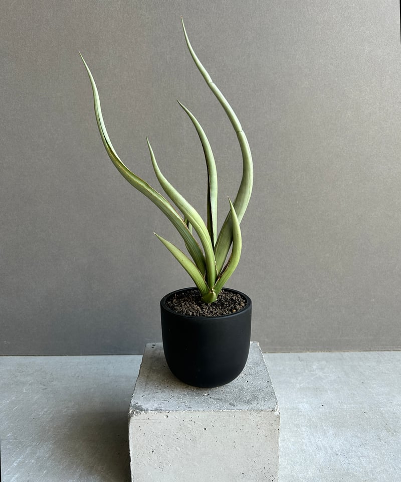 サンセベリア シルバー スパイラル「Sansevieria Silver Spiral (b