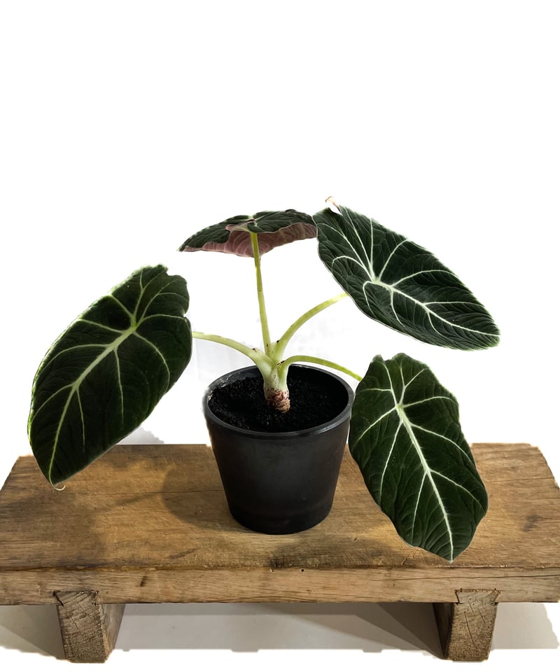 アロカシア ブラックベルベット「Alocasia Black Velvet」 9/2 アロカシア ブラックベルベット「Alocasia Black Velvet」 9/2