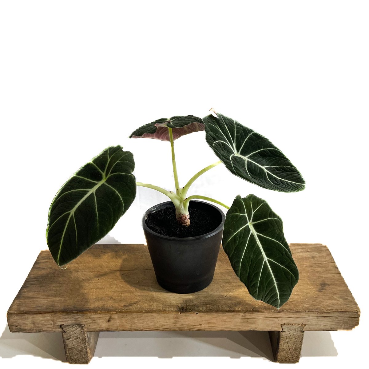 黄斑入り】アロカシア ブラックベルベット/Alocasia.reginula