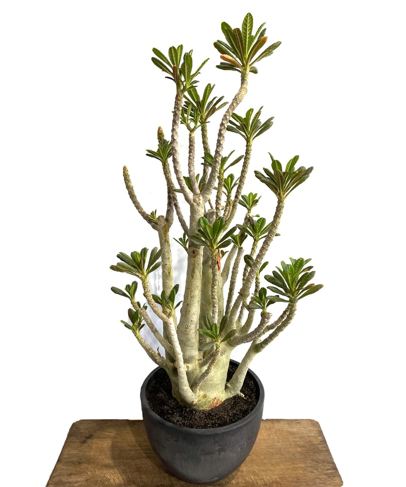 ドルステニアギガス実生