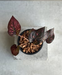 サンセベリア スリ パトゥム「Sansevieria Sri Pattum 」207-1 |