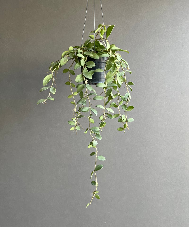ホヤ ヌンムラリオイデス シルバー 「Hoya nummularioides