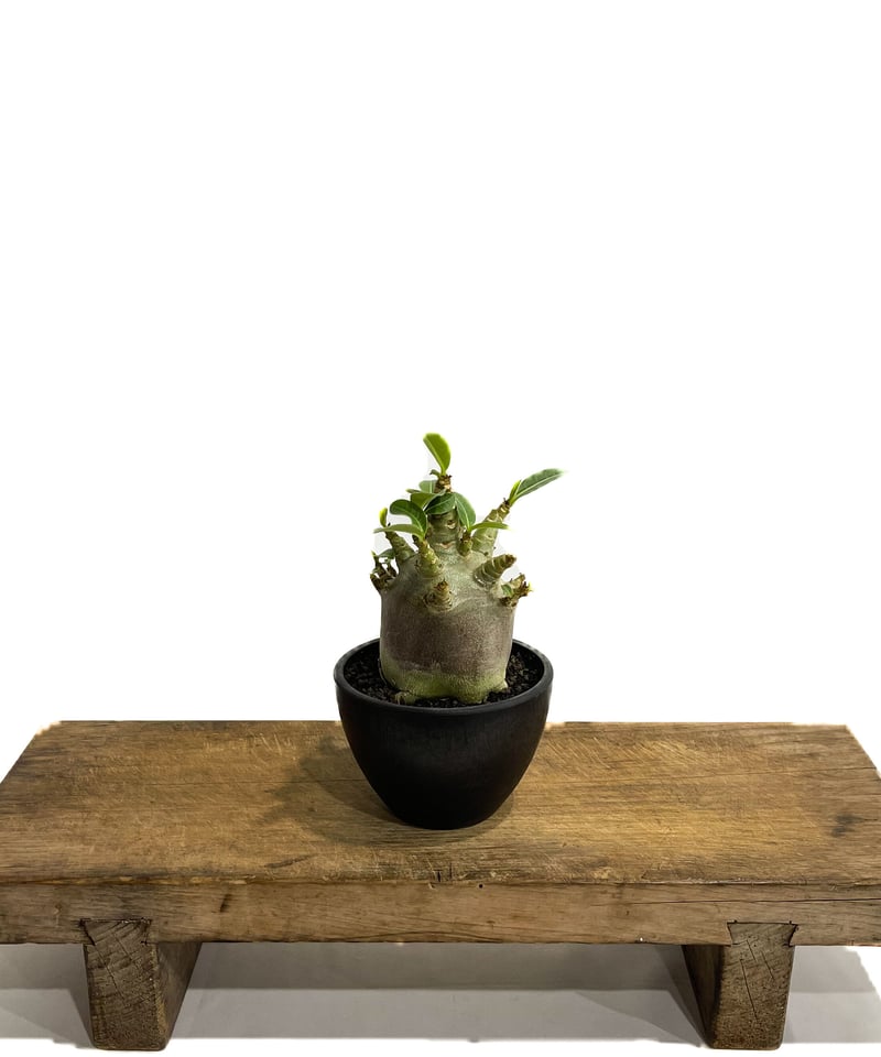 アデニウム アラビカムドワーフ タイプ “ブラック”「adenium arabicum