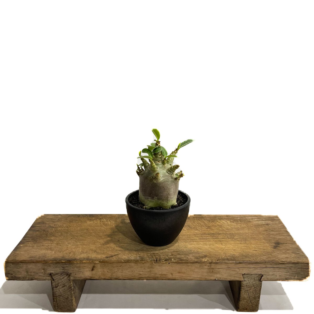 アデニウム・アラビカム ドワーフタイプ 中型 塊根植物 黒鉢