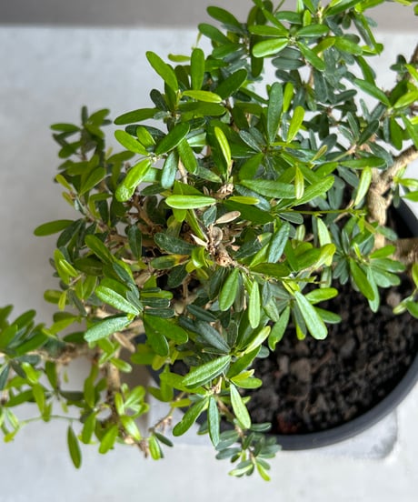 “うち” 盆栽 Limited Edition「“UCHI” BONSAI 」86H