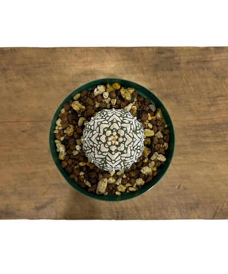 さぼてんページ スイッチボックス BCSBシリーズ | 製品情報 | タカチ電機工業