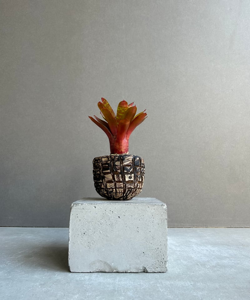 ネオレゲリア ワイルド タイガー + plantsmonsters pot「Neoregeli