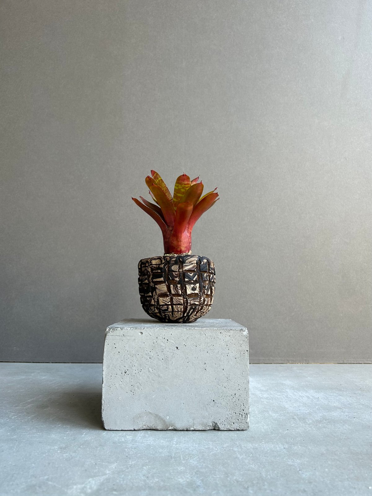 ネオレゲリア ワイルド タイガー + plantsmonsters pot「Neoregeli