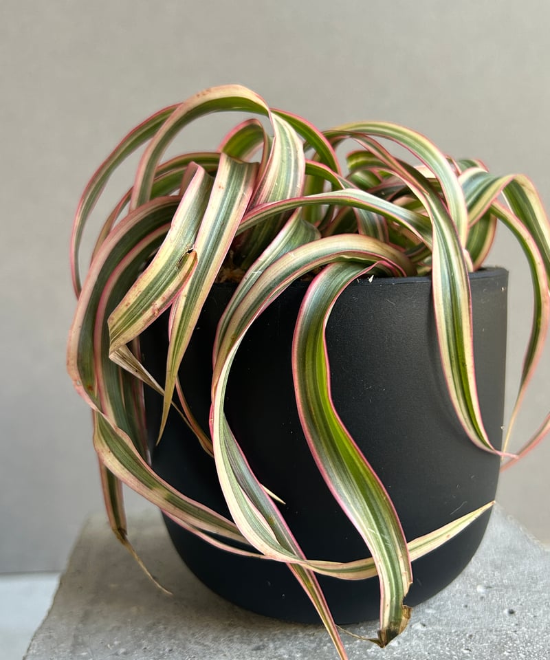 ドラセナ キュンティ「Dracaena concinne Kuhnty 」82J | SHOU