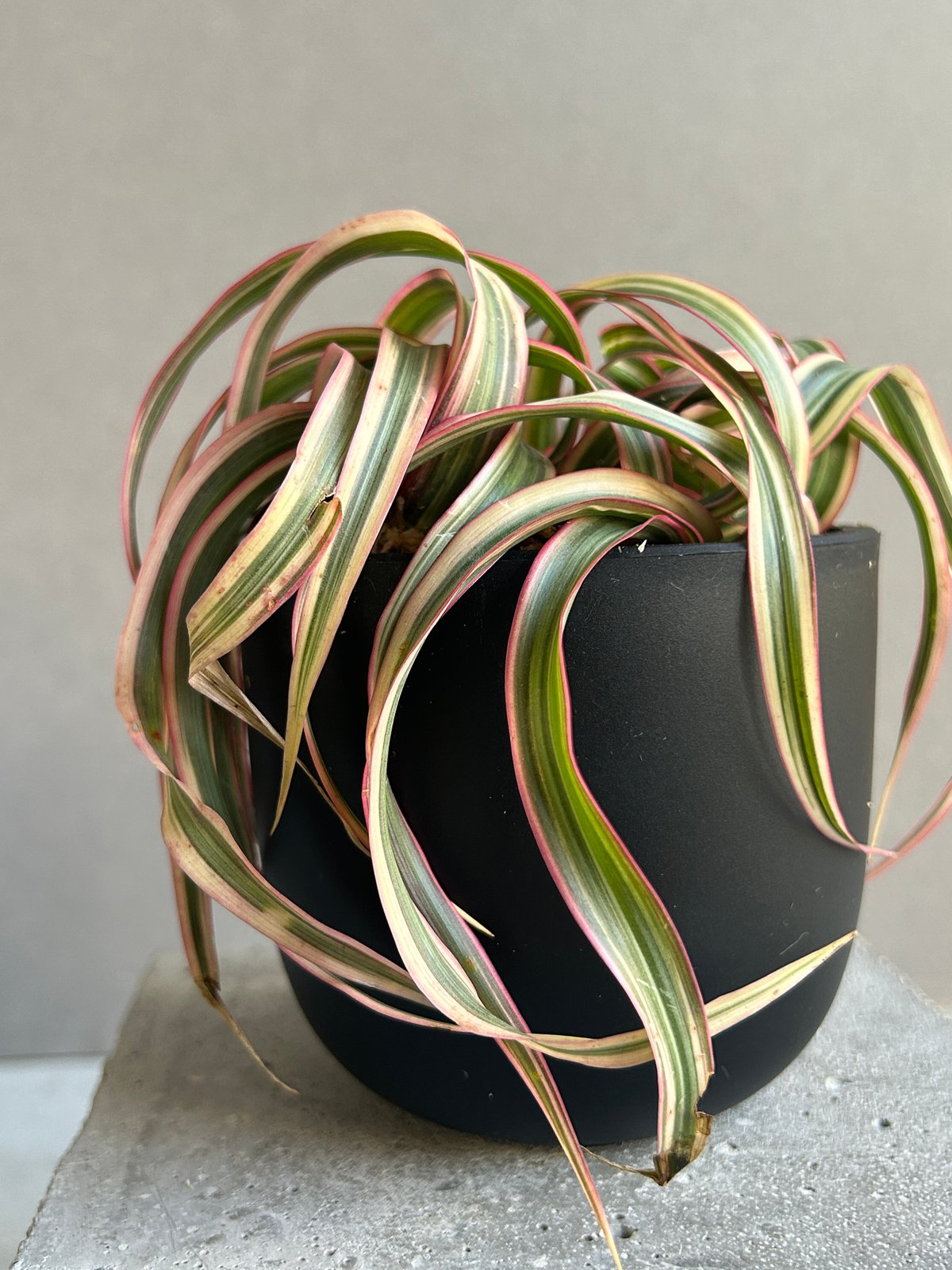 スプモーニさま専用　ドラセナ　キュンティ ドラセナ キュンティ「Dracaena concinne Kuhnty 」82J | SHOU