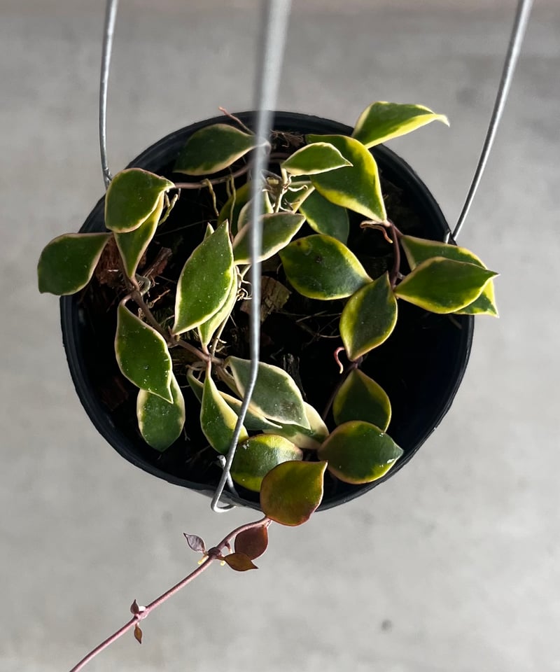 ホヤバコエンシス 斑入 「Hoya bakoensis Variegated」94U | SH