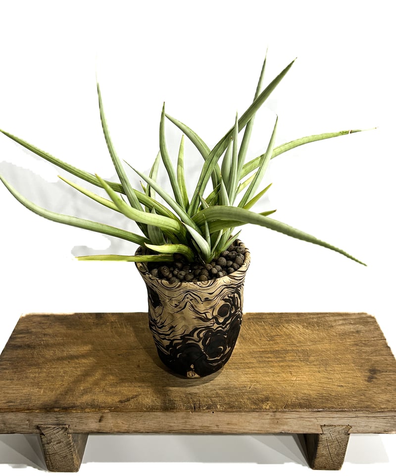 サンセベリア ダンシング ドラゴン +pmp「Sansevieria Dancing サンセベリア ダンシング ドラゴン +pmp「Sansevieria Dancing