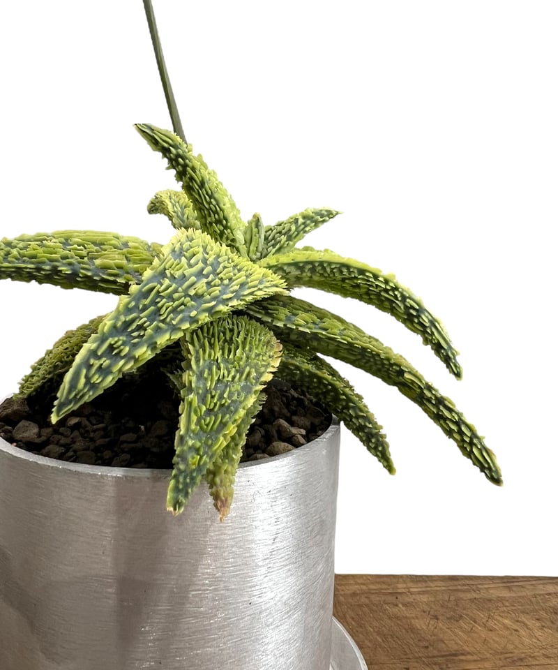 と*様 アロエハイブリッド実生(選抜個体)