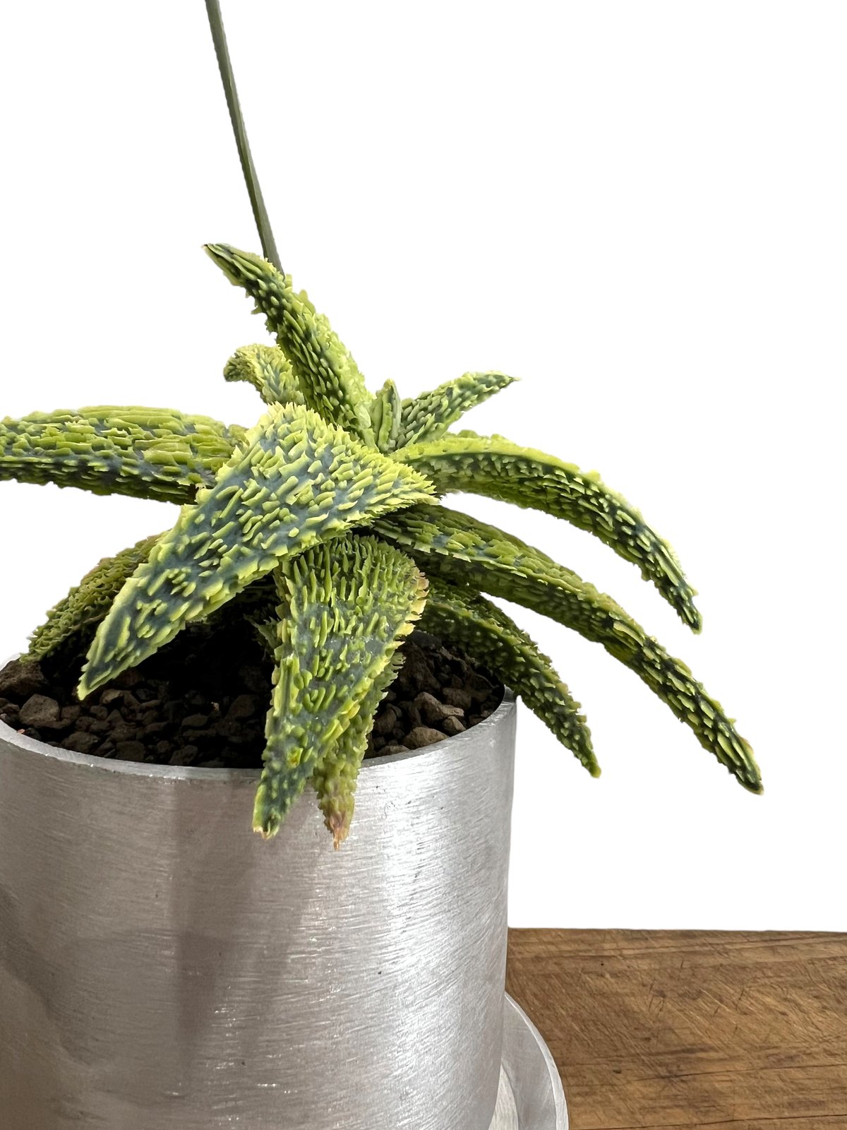アロエ ハイブリッド “選抜個体” 「Aloe Hybrid “Select アロエ ハイブリッド “選抜個体” 「Aloe Hybrid “Select