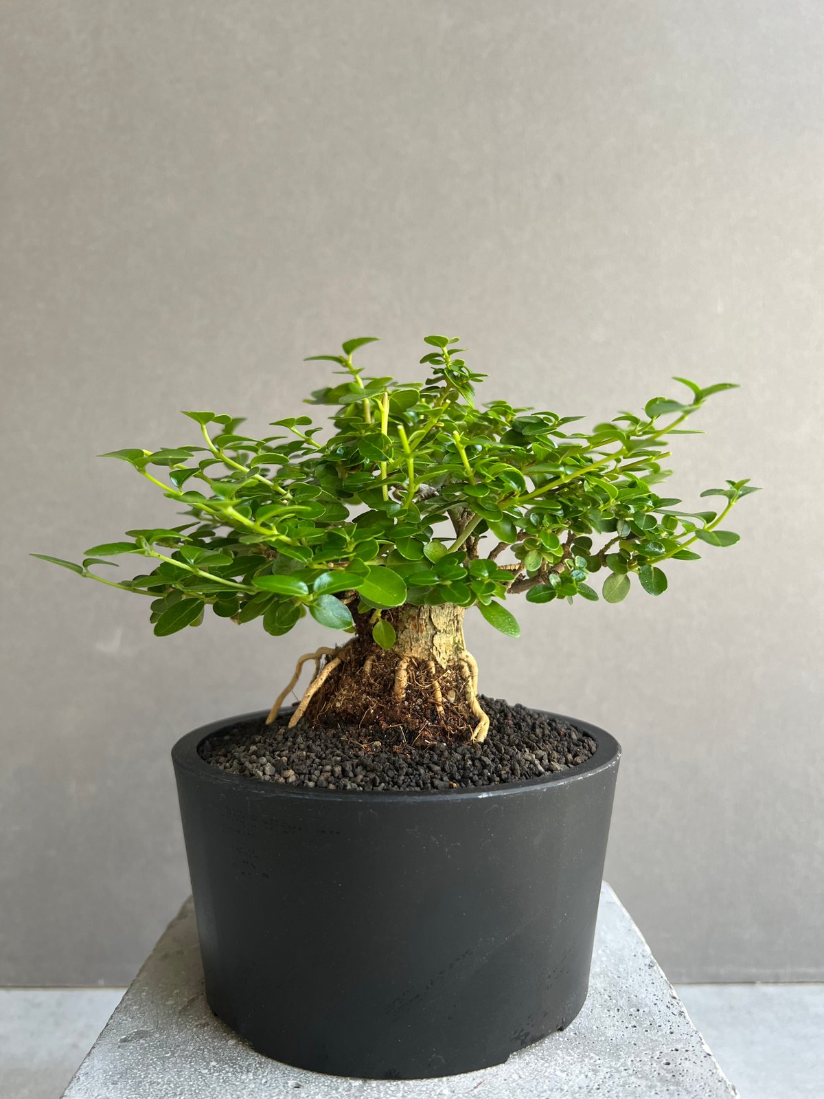 うち” 盆栽 「“UCHI” BONSAI 」69C | SHOUCHIKUEN